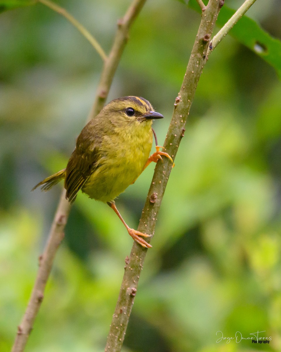 Two-banded Warbler - ML409880631