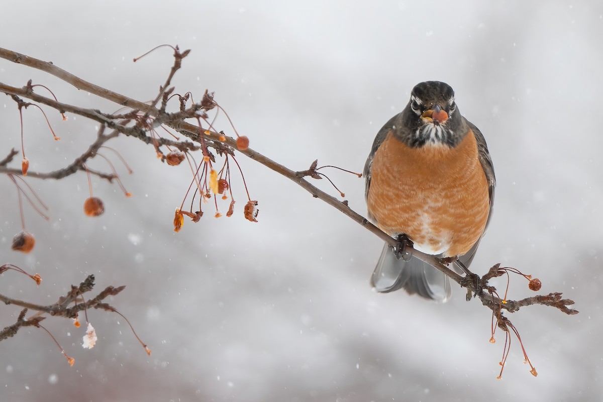 American Robin - Luke Robertson