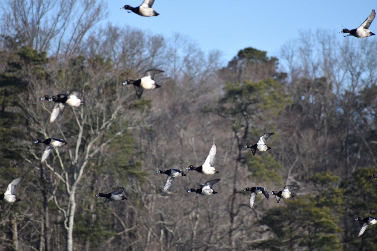 Ring-necked Duck - ML409881441