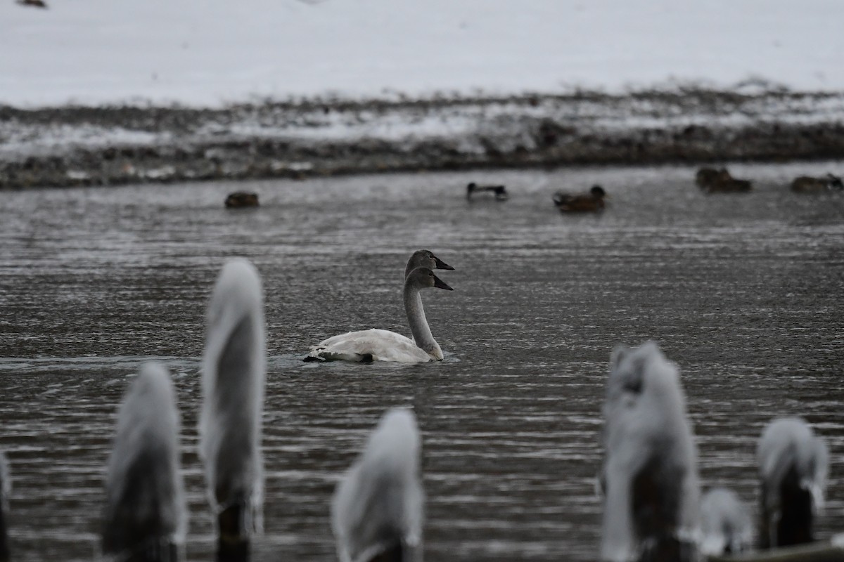 Tundra Swan (Whistling) - ML409881591