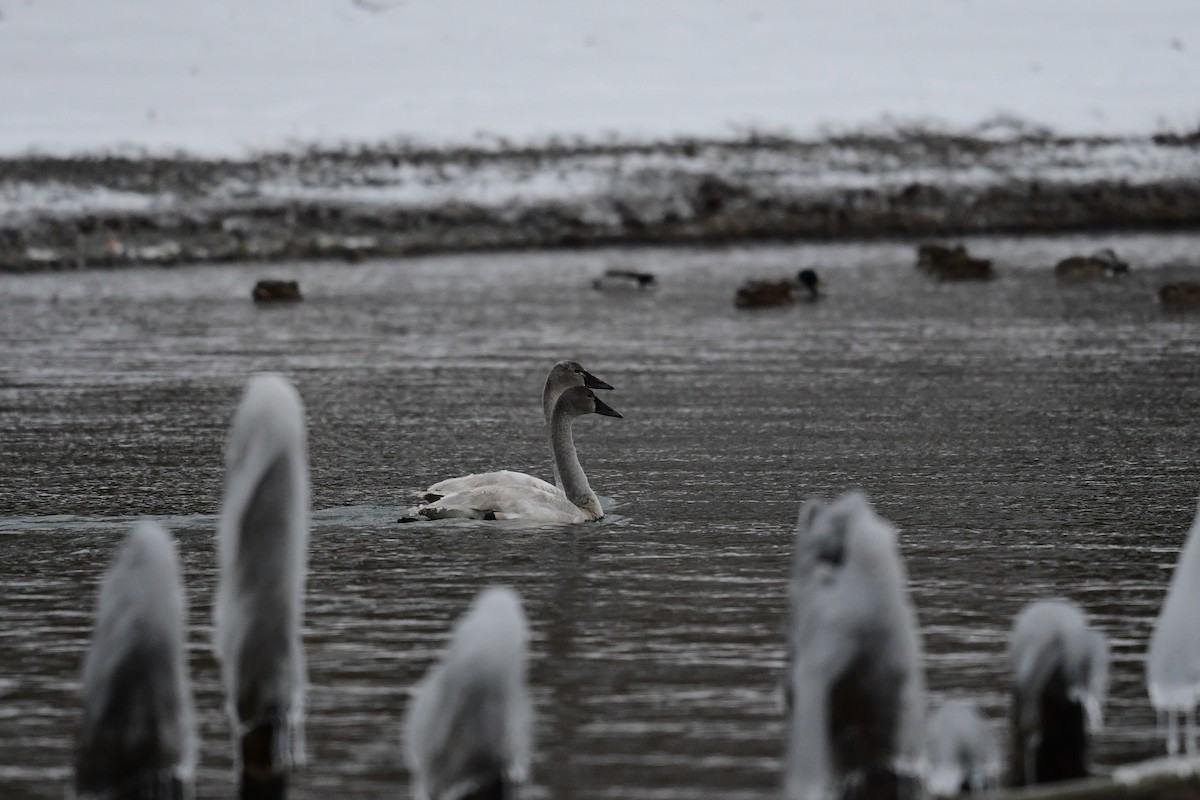 Tundra Swan (Whistling) - ML409881651