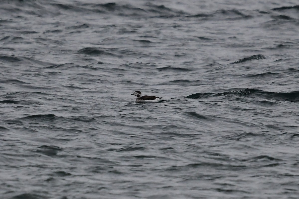 Long-tailed Duck - ML409883501