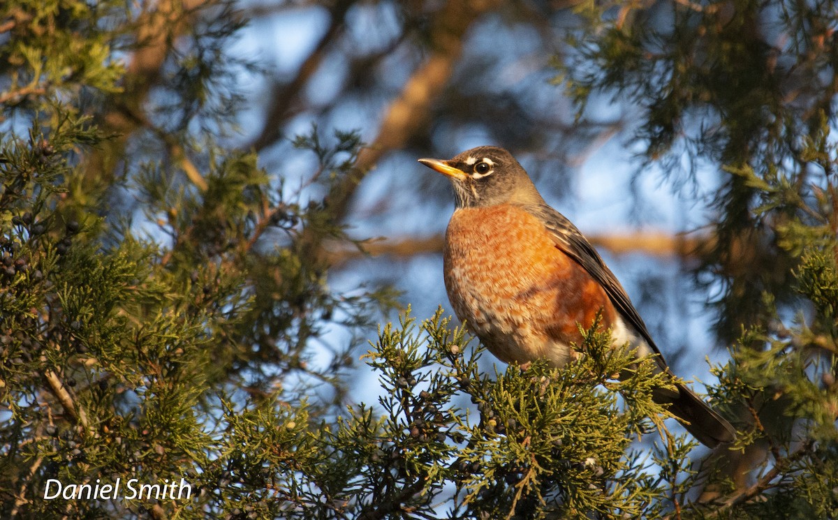 American Robin - ML409883591