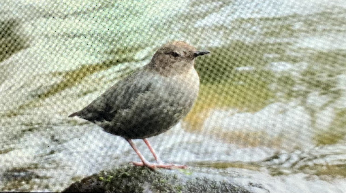 American Dipper - ML409883681