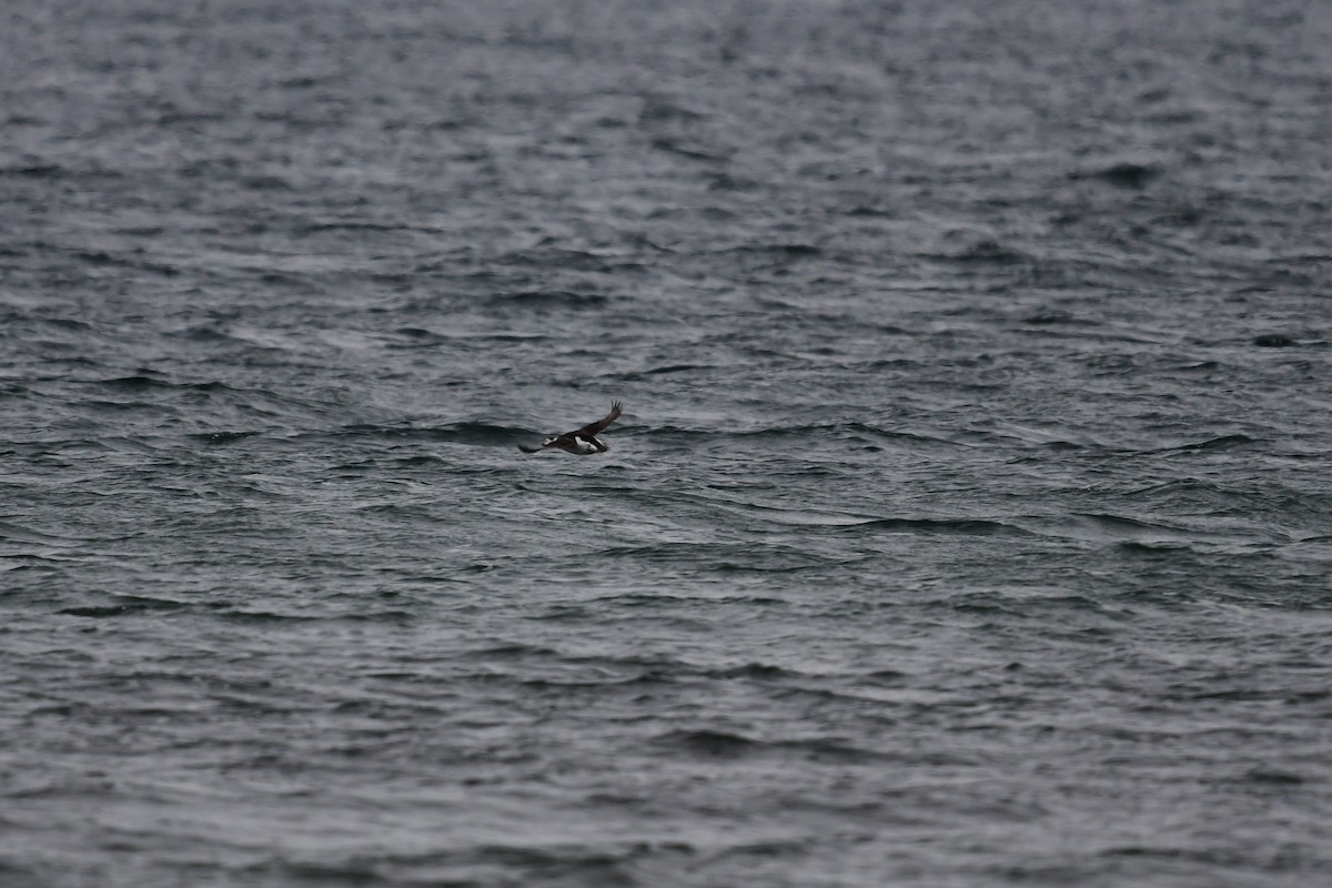 Long-tailed Duck - ML409883831