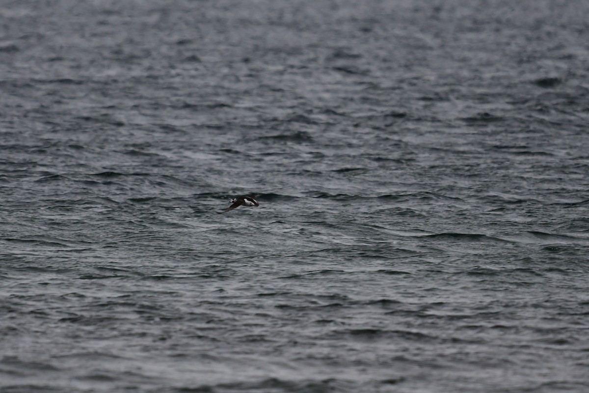 Long-tailed Duck - ML409883961