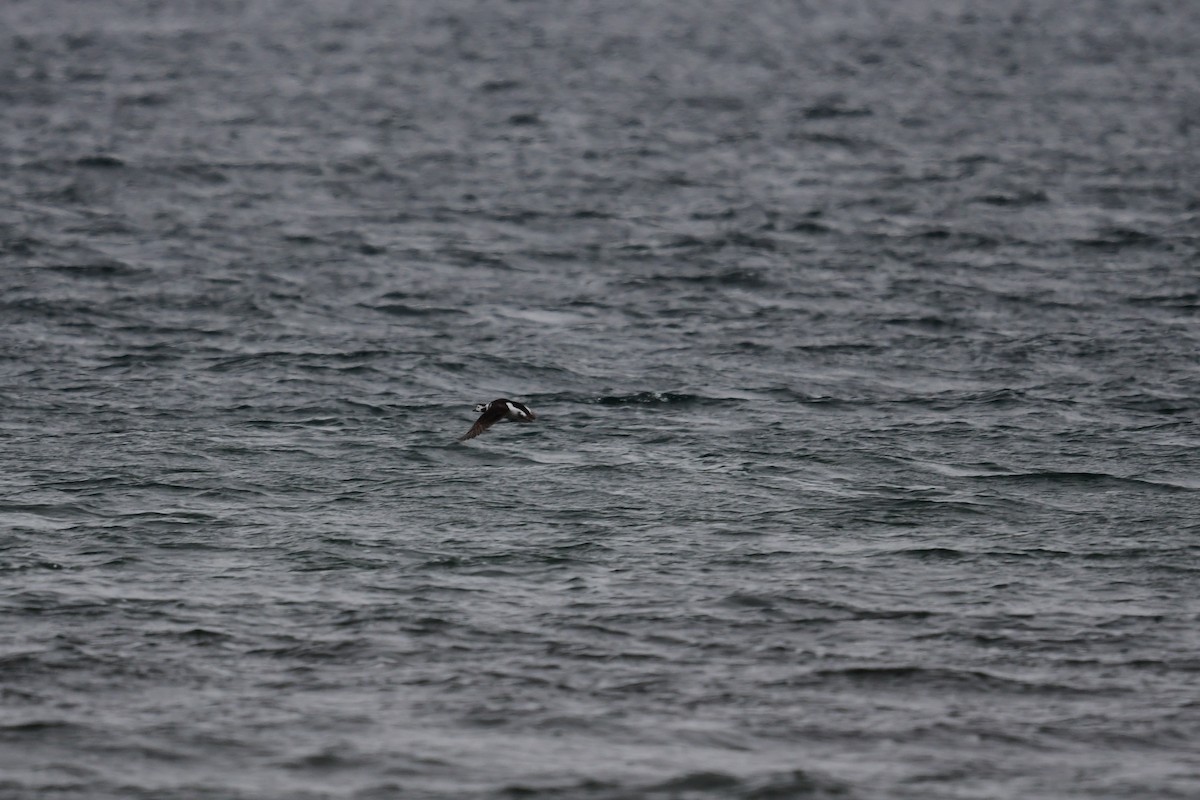 Long-tailed Duck - ML409884001