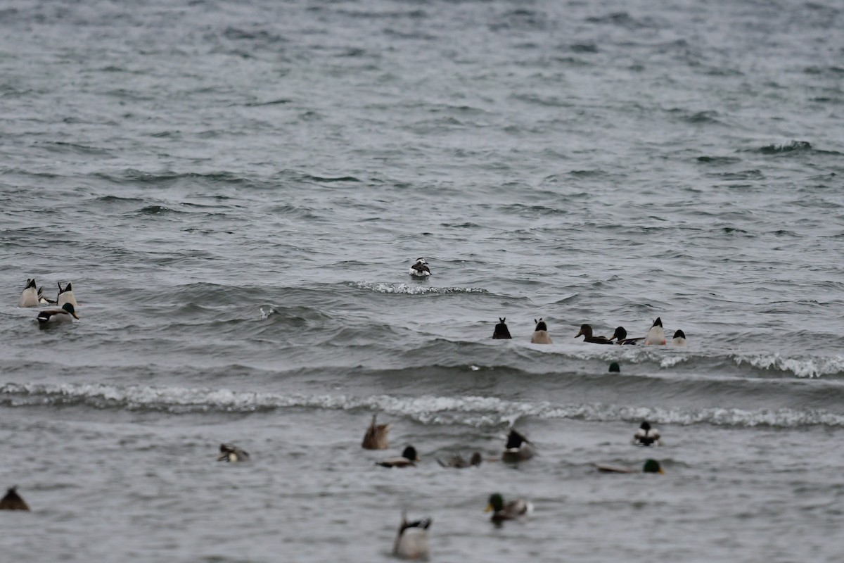 Long-tailed Duck - ML409884231