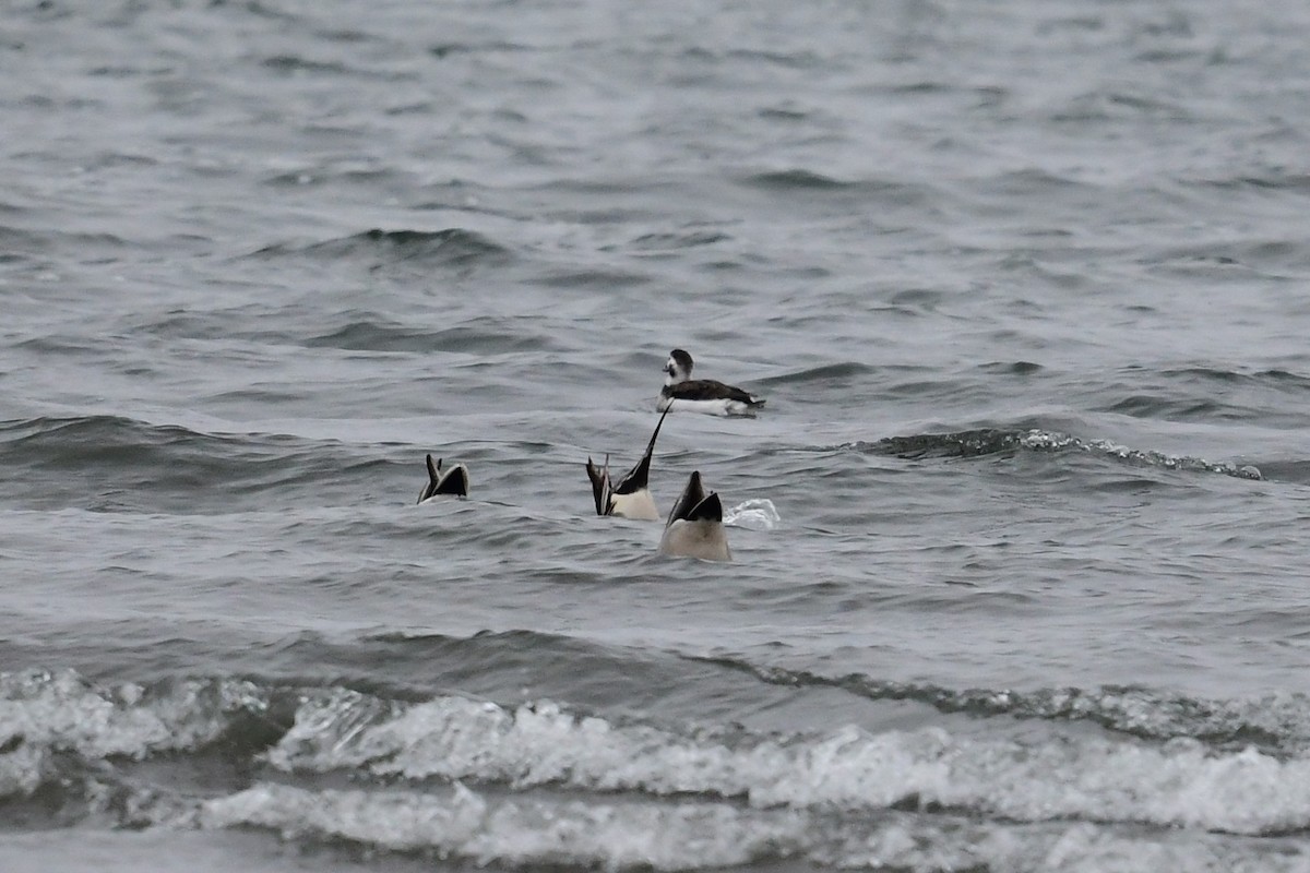 Long-tailed Duck - ML409884331