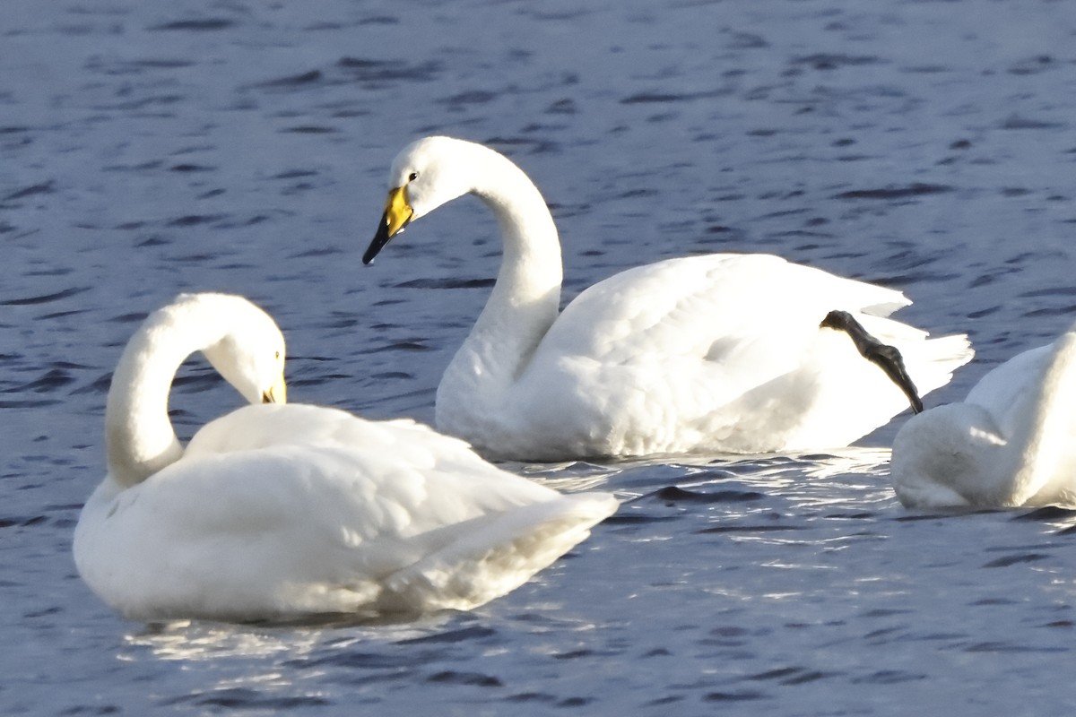 Whooper Swan - ML409884431