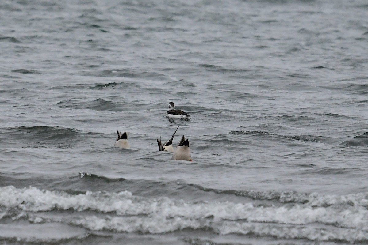 Long-tailed Duck - ML409884541