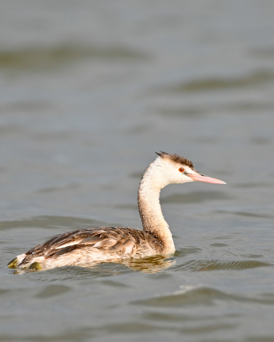 Great Crested Grebe - ML409886061