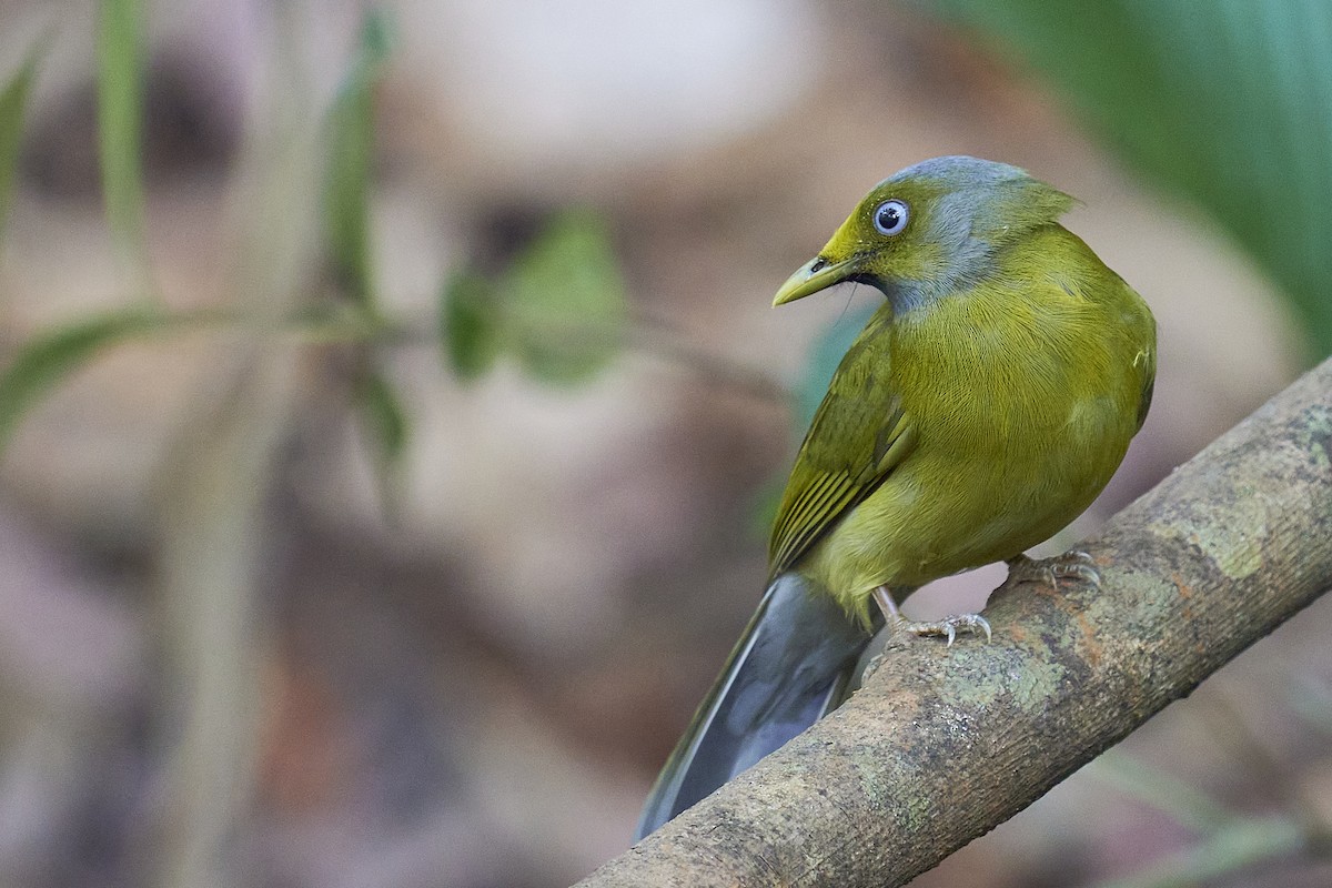 Gray-headed Bulbul - ML409886231