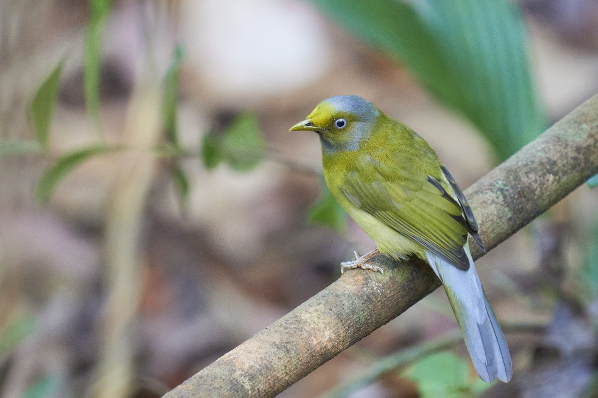 Gray-headed Bulbul - ML409886241