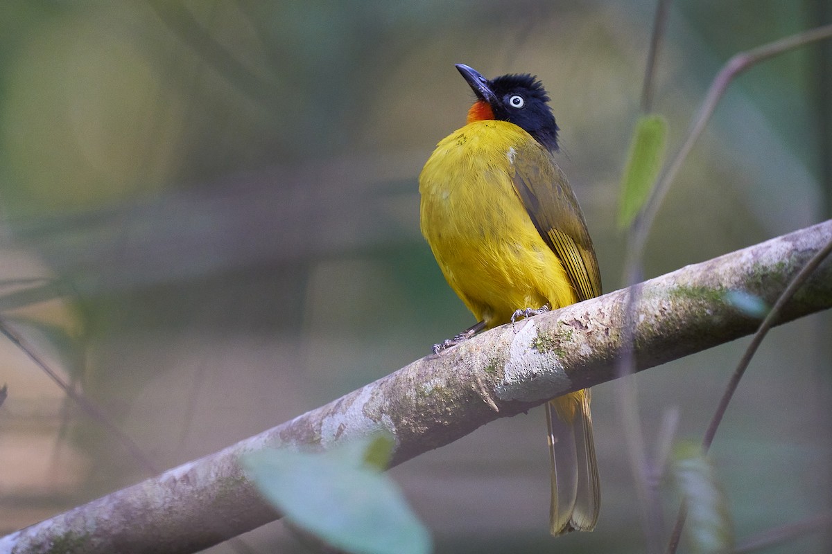 Flame-throated Bulbul - ML409886341