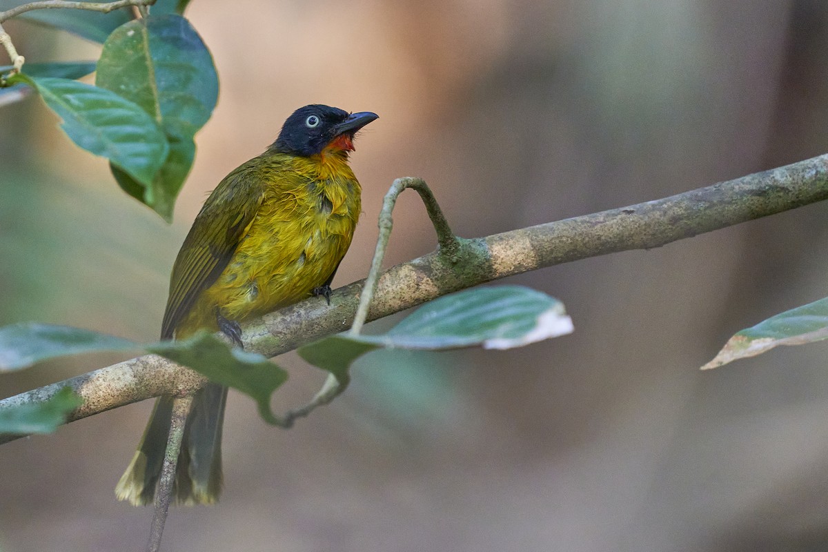 Flame-throated Bulbul - ML409886371