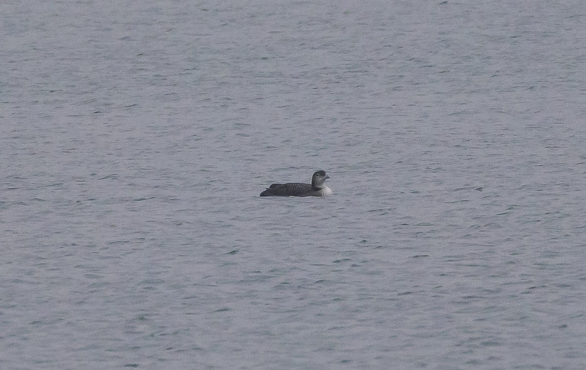 Common Loon - ML409886561