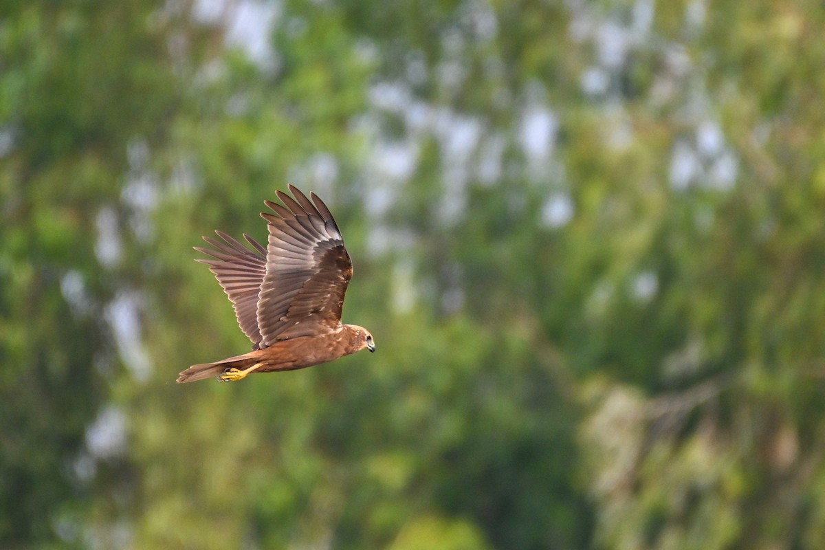 Western Marsh Harrier - ML409886731