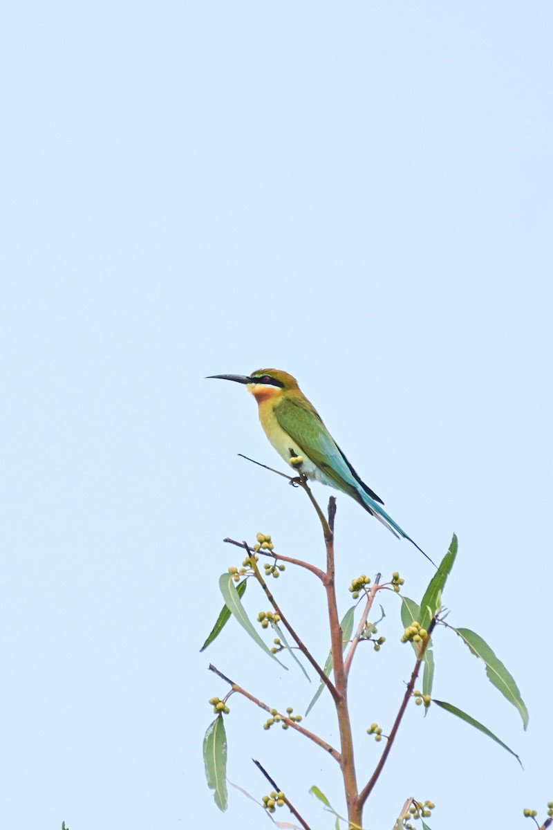 Blue-tailed Bee-eater - ML409887091