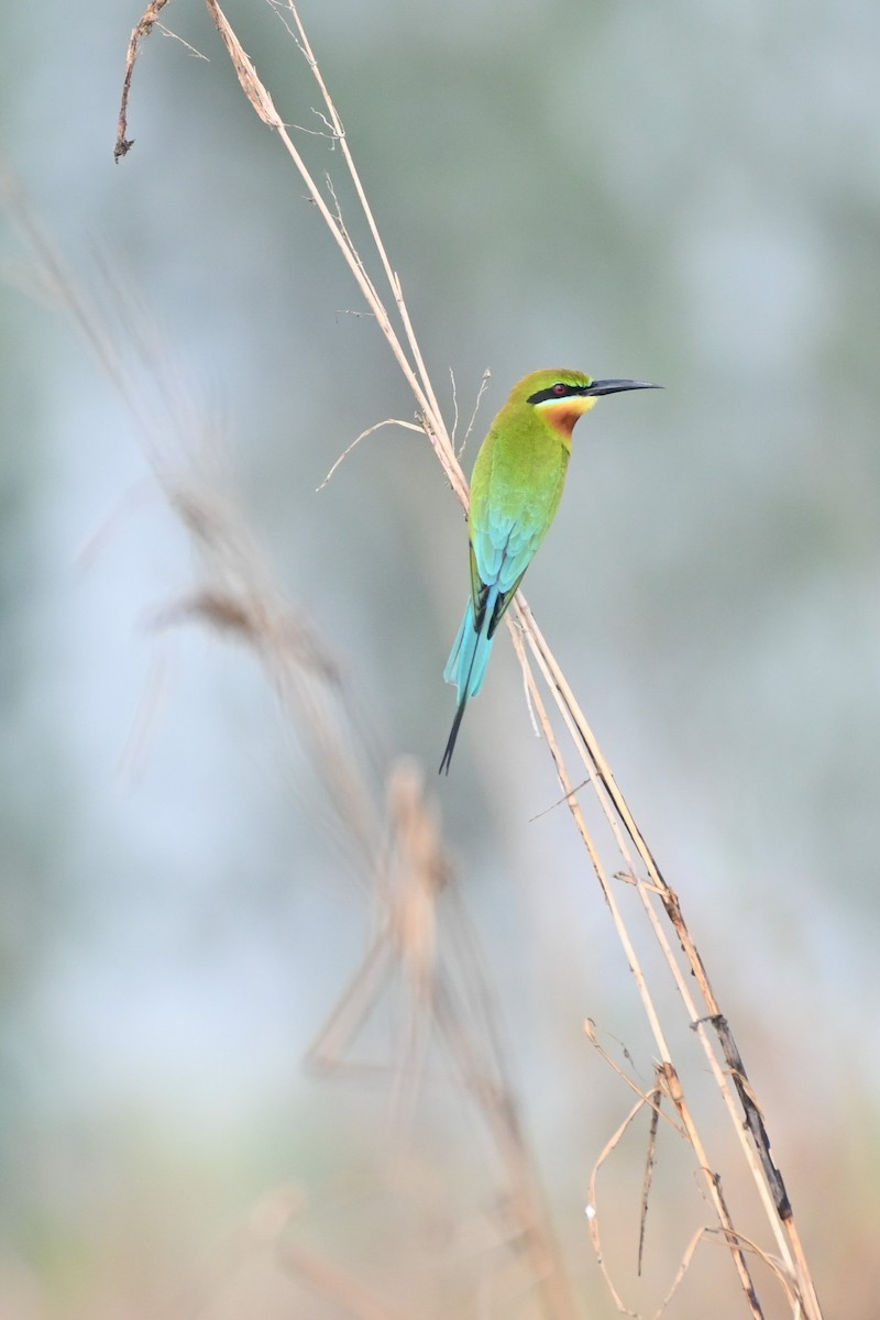 Blue-tailed Bee-eater - ML409887101