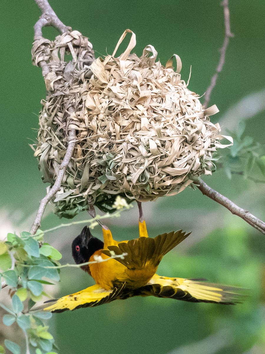 Village Weaver - Jean-Louis  Carlo