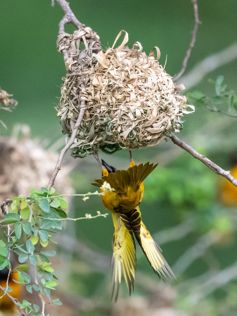 Village Weaver - Jean-Louis  Carlo