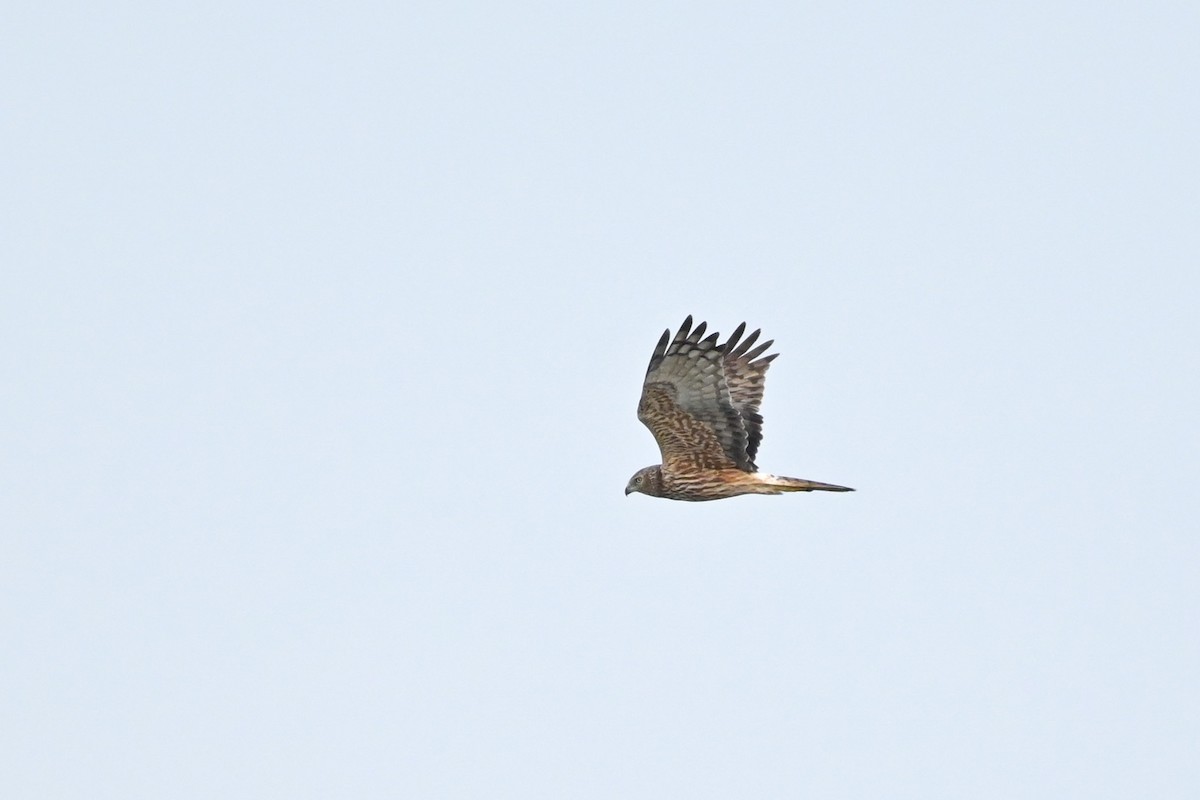 Pied Harrier - ML409887211