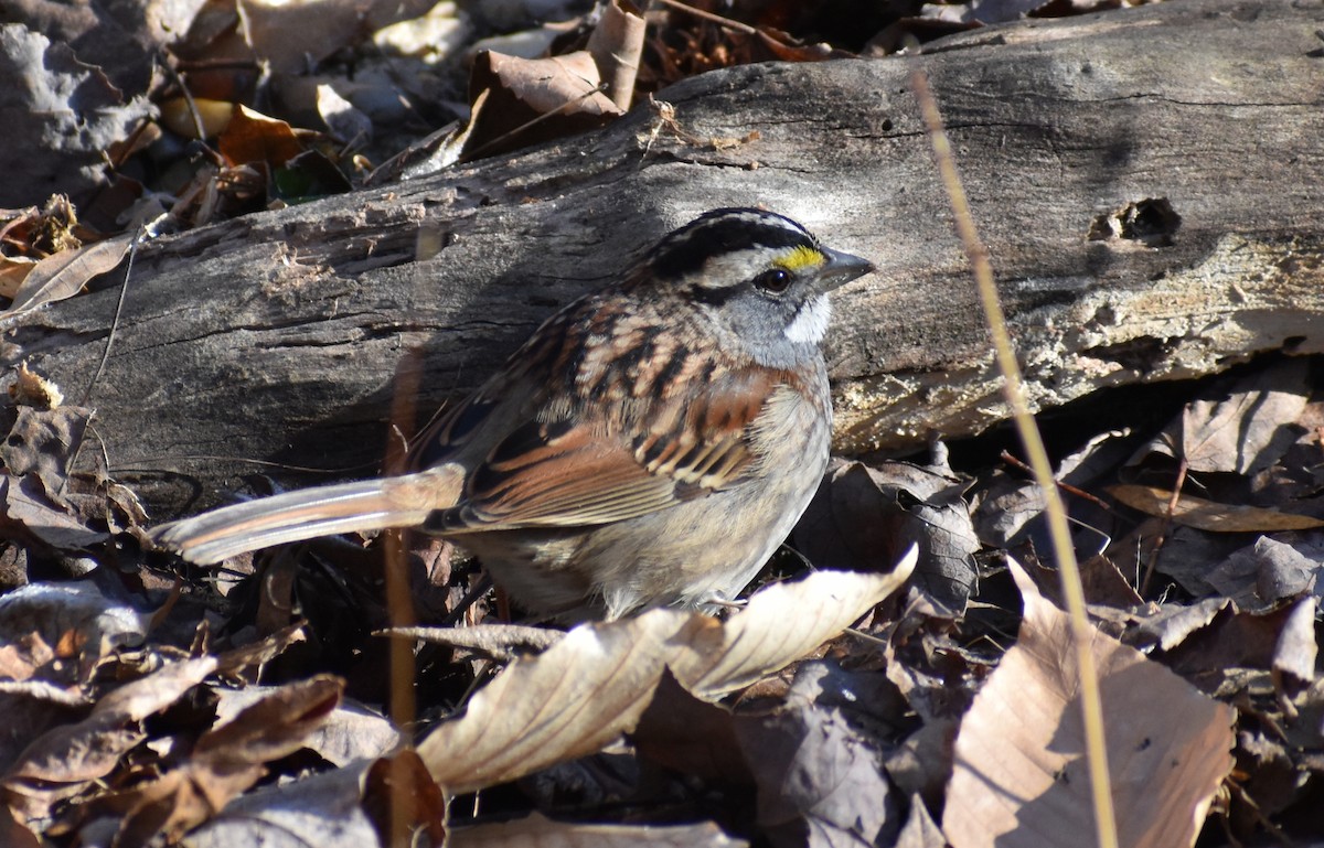 White-throated Sparrow - ML409887281