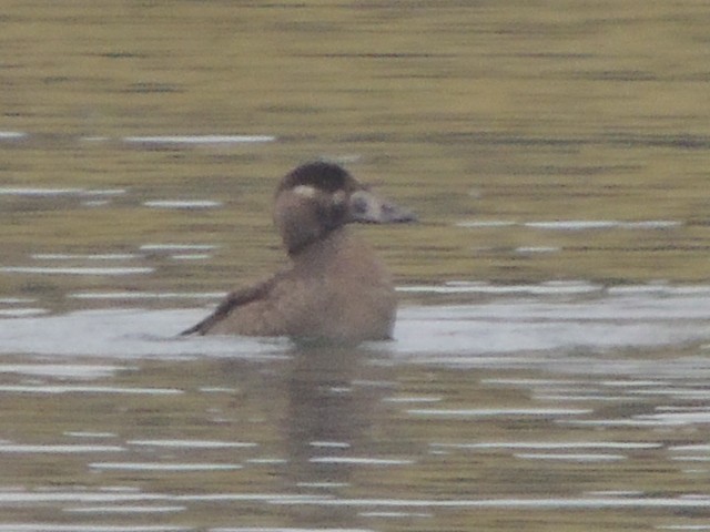 Surf Scoter - ML40988751