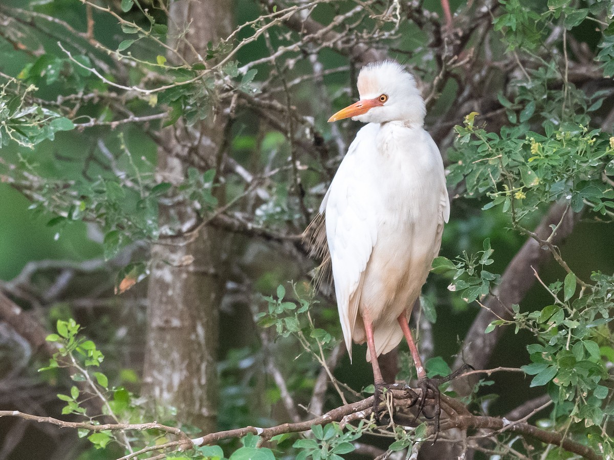 Western Cattle Egret - ML409887581