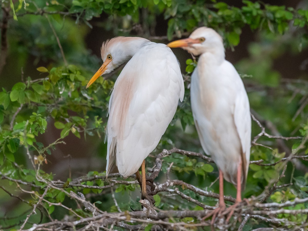 Western Cattle Egret - ML409887591