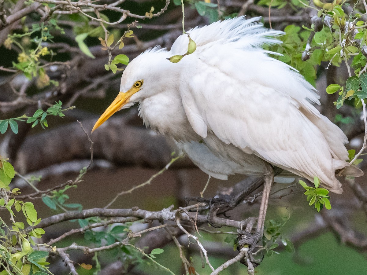 Чапля єгипетська (підвид ibis) - ML409887621