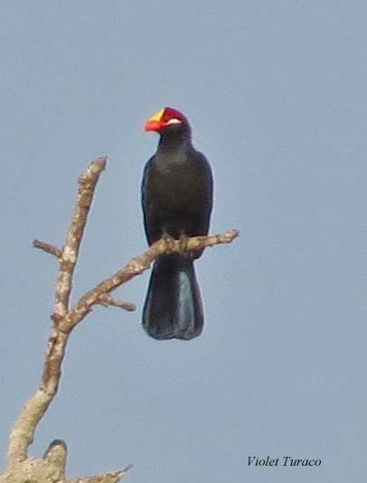 Violet Turaco - ML409888091