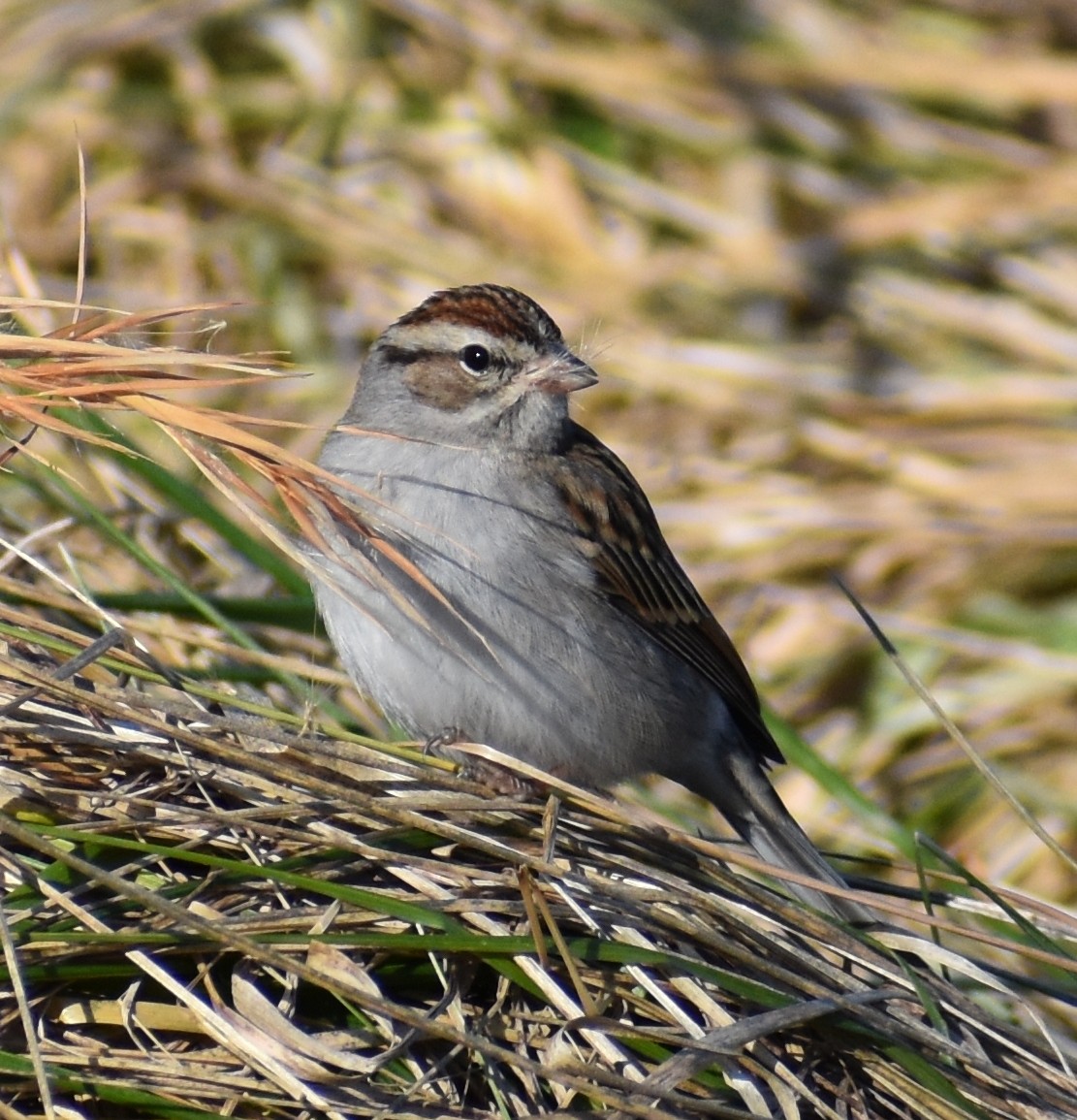 Chipping Sparrow - ML409889441