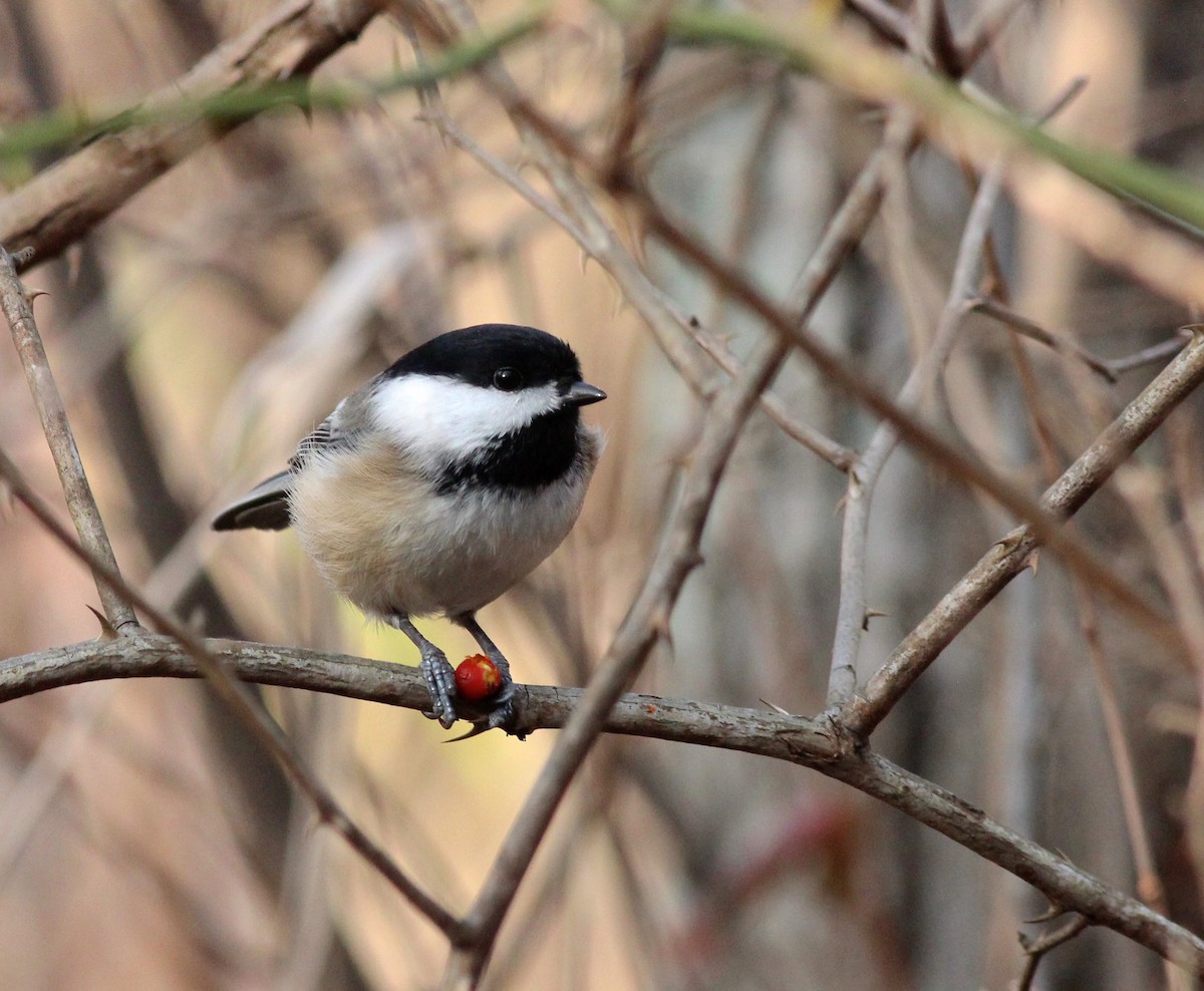 Black-capped Chickadee - ML40988981