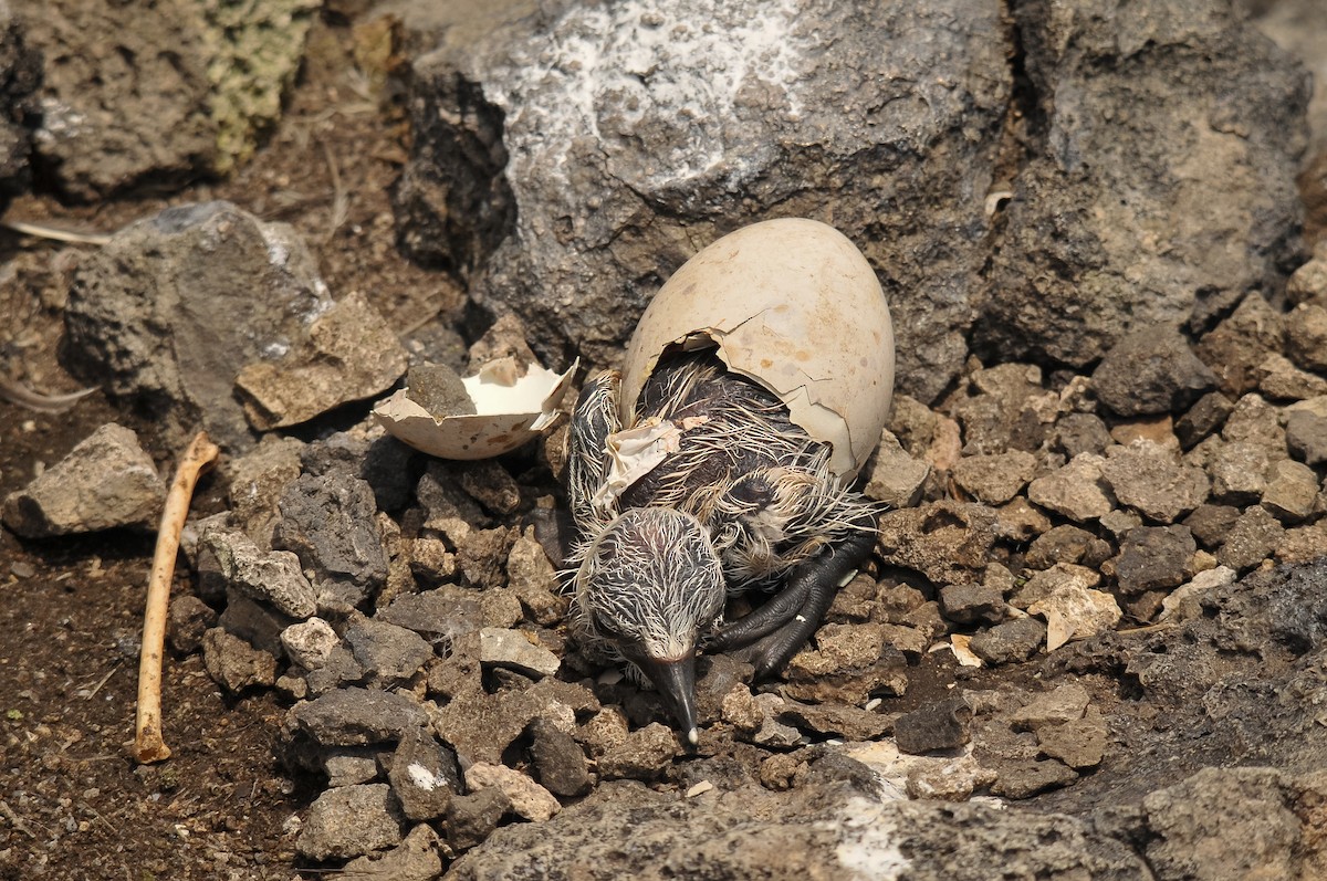 Brown Noddy - ML409889971