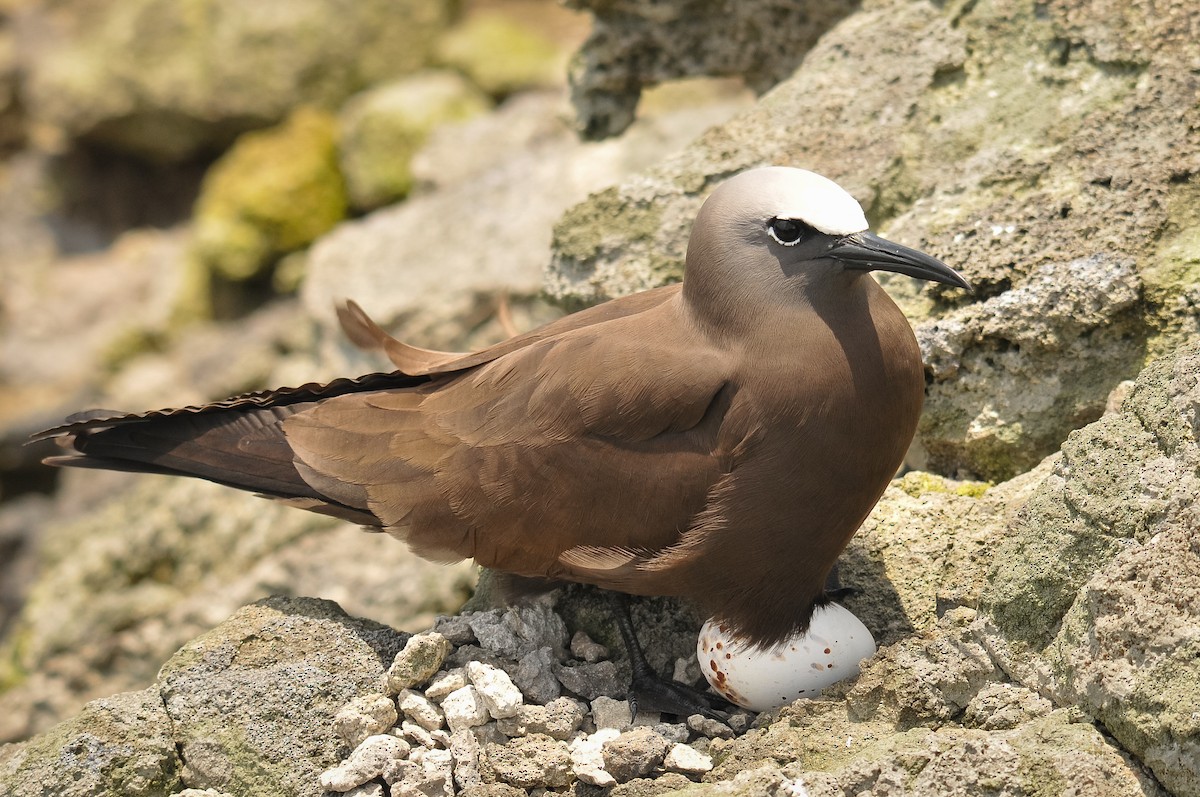 Brown Noddy - Augusto Faustino