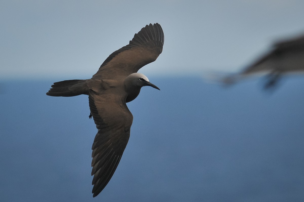 Brown Noddy - ML409890051