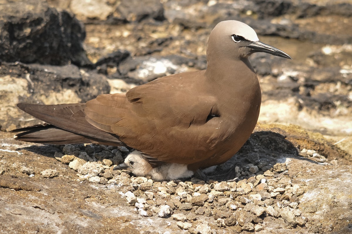 Brown Noddy - ML409890101