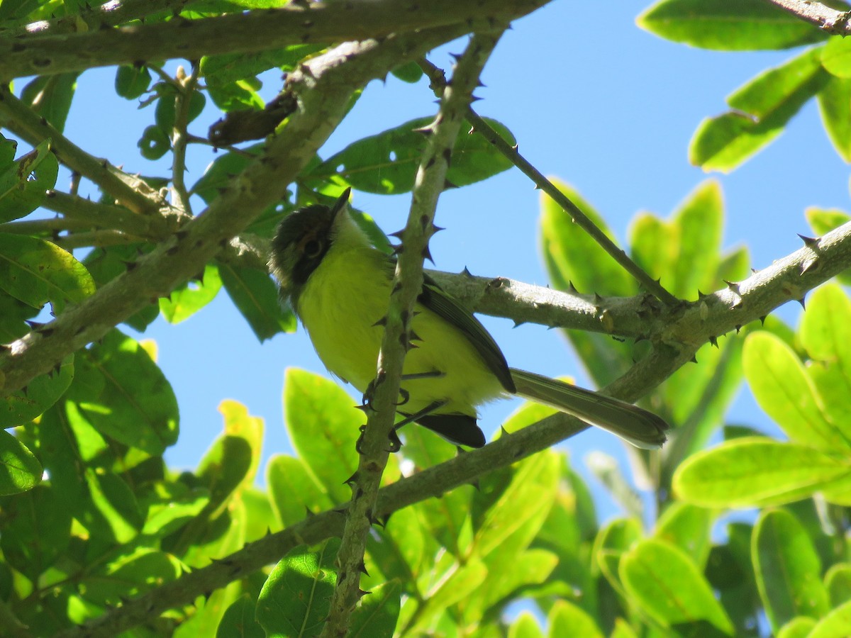 Rufous-lored Tyrannulet - ML409890461