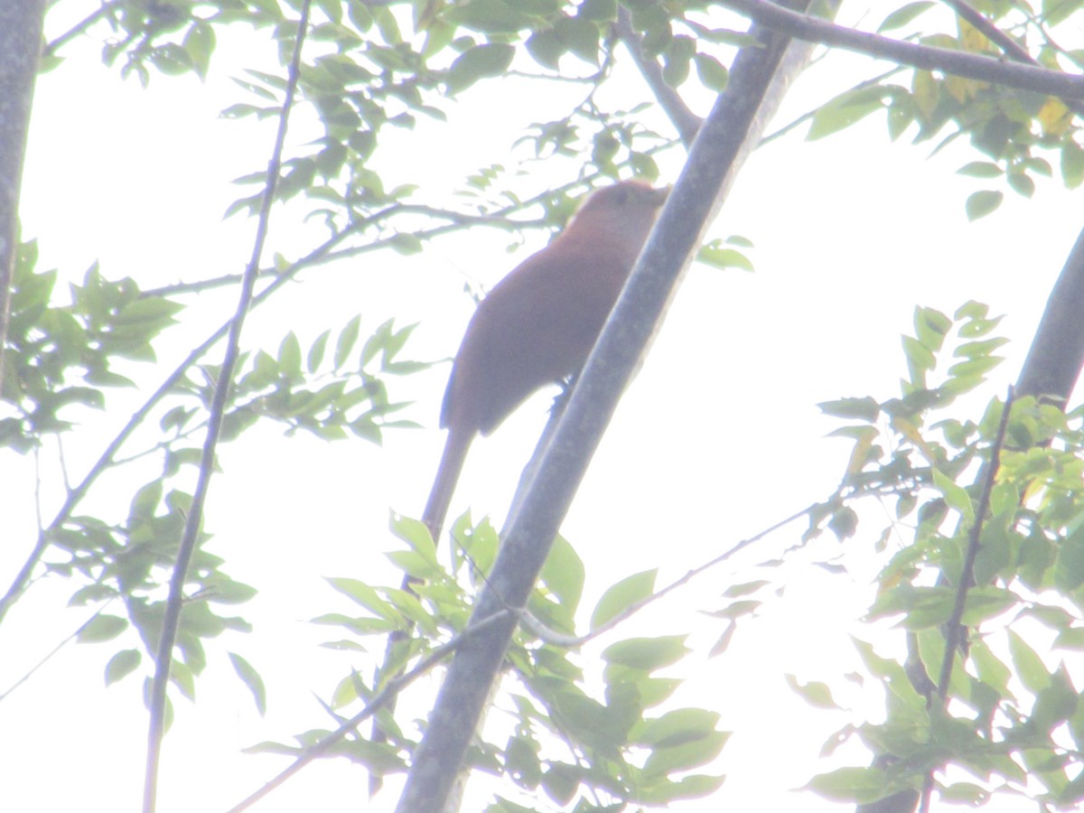 Squirrel Cuckoo - ML409890521