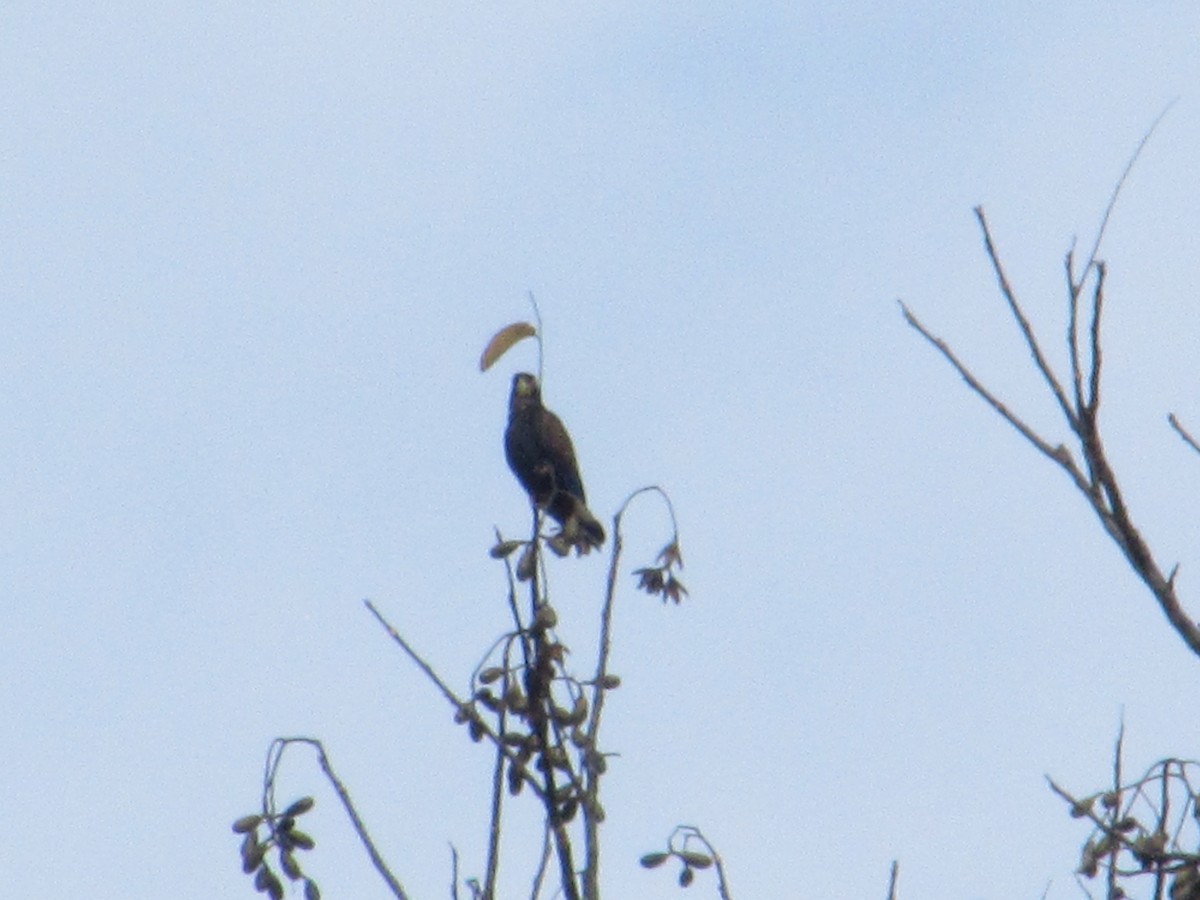 Bronze-winged Parrot - ML409890751