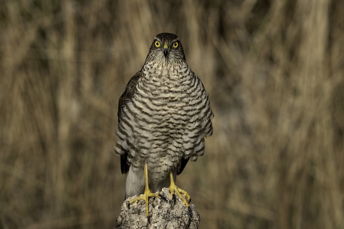 Eurasian Sparrowhawk - ML409890861