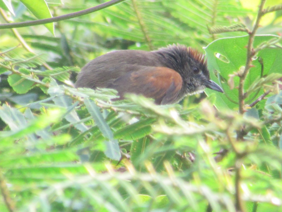 Slaty Spinetail - ML409890941