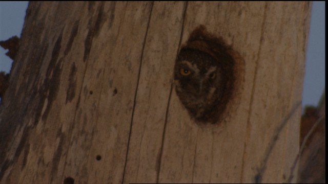 Elf Owl - ML409891