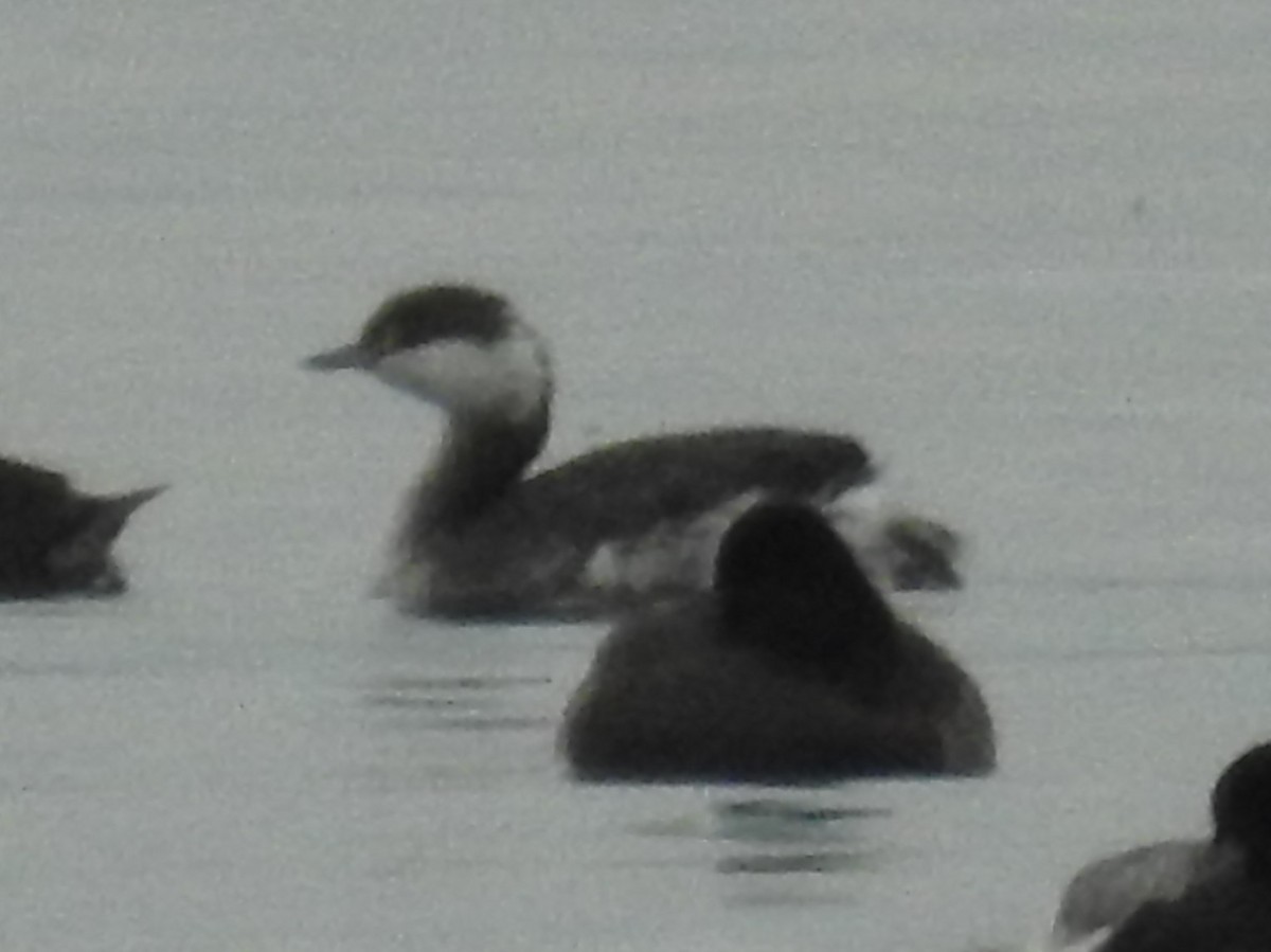 Horned Grebe - ML409891141