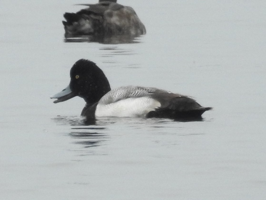 Lesser Scaup - ML409891311