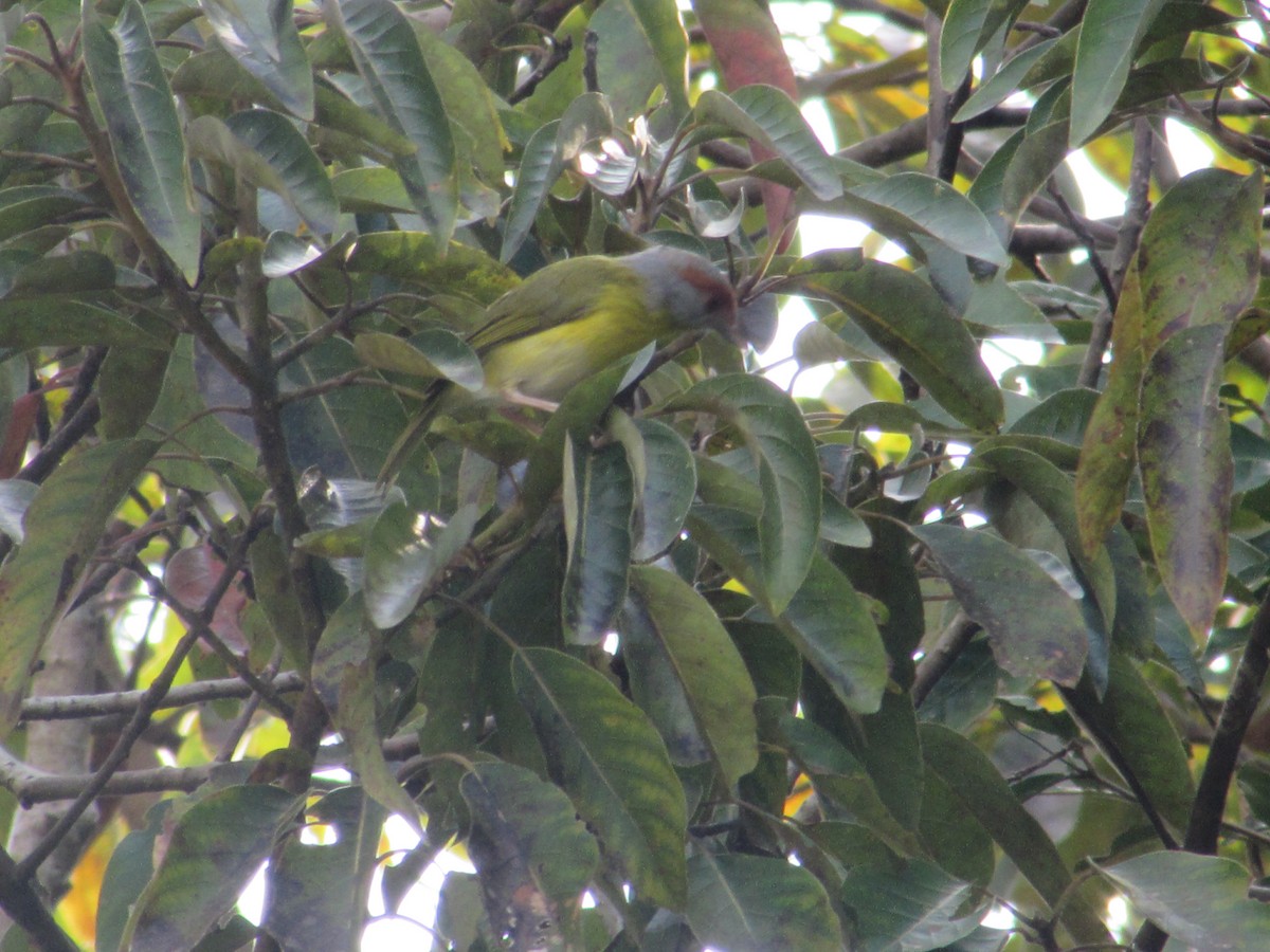 Rufous-browed Peppershrike - ML409891671
