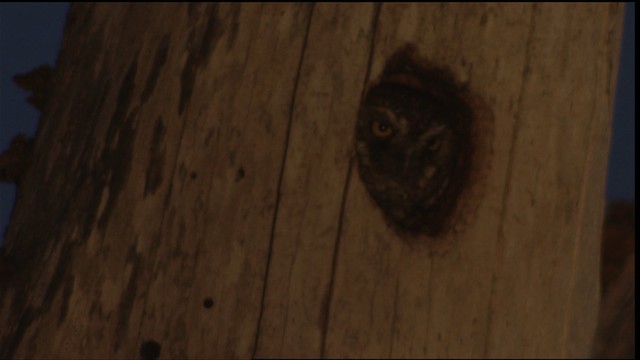 Elf Owl - ML409892