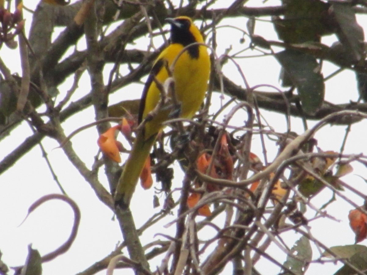 Yellow-tailed Oriole - ML409892971